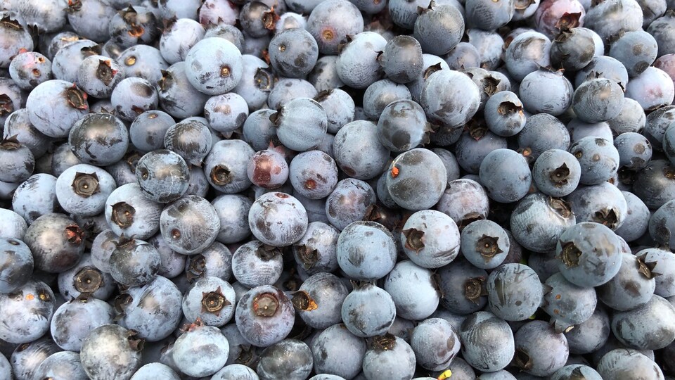 Bleuets sauvages.
