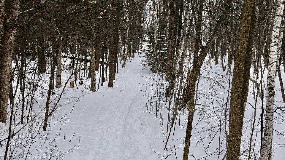 Des traces de pas dans la neige tracent un chemin entre les arbres.