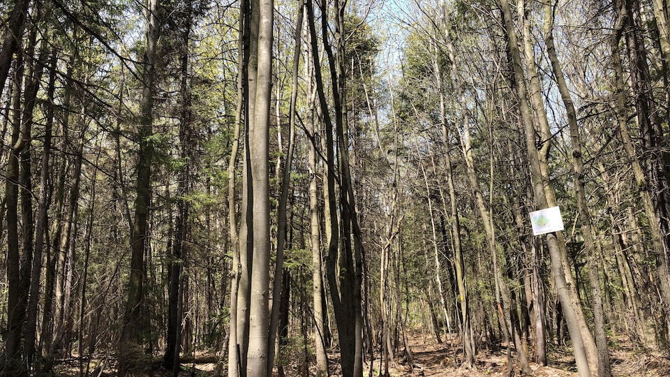 Le Boisé Neilson avec ses arbres