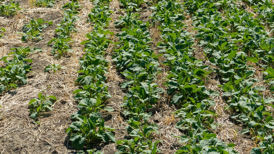 Un champ de canola à la fin juin en Saskatchewan lors d'une sécheresse.
