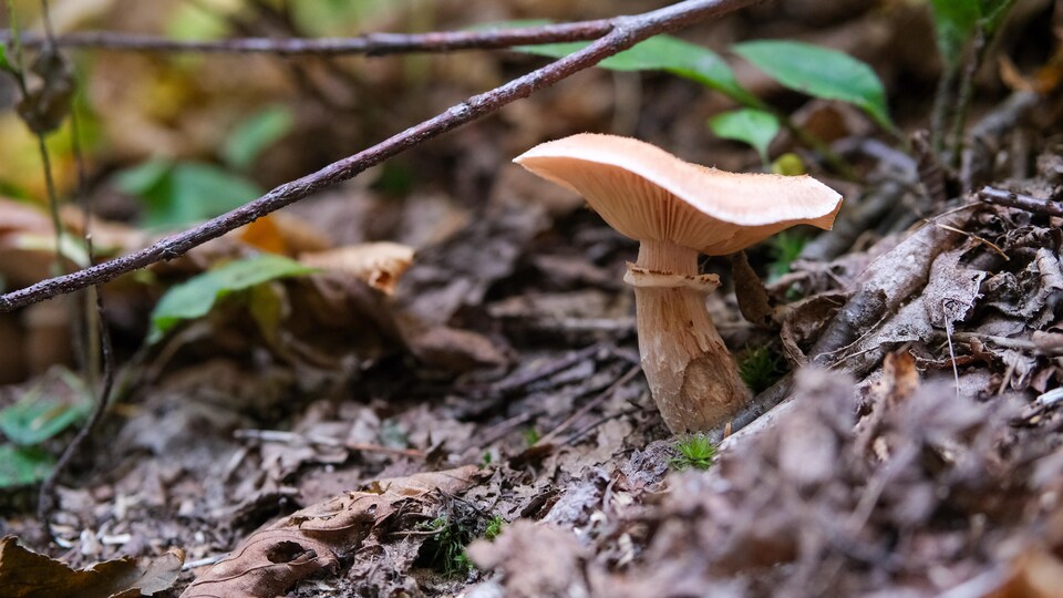 un champignon dans la forêt.