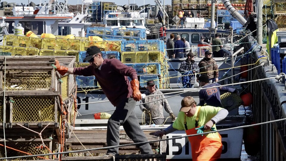 Des dizaines de pêcheurs chargent des casiers à homard sur leurs bateaux amarrés au quai.