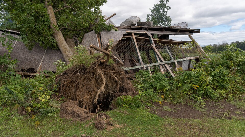 Des dégâts générés par une tornade, avec des arbres arrachés.
