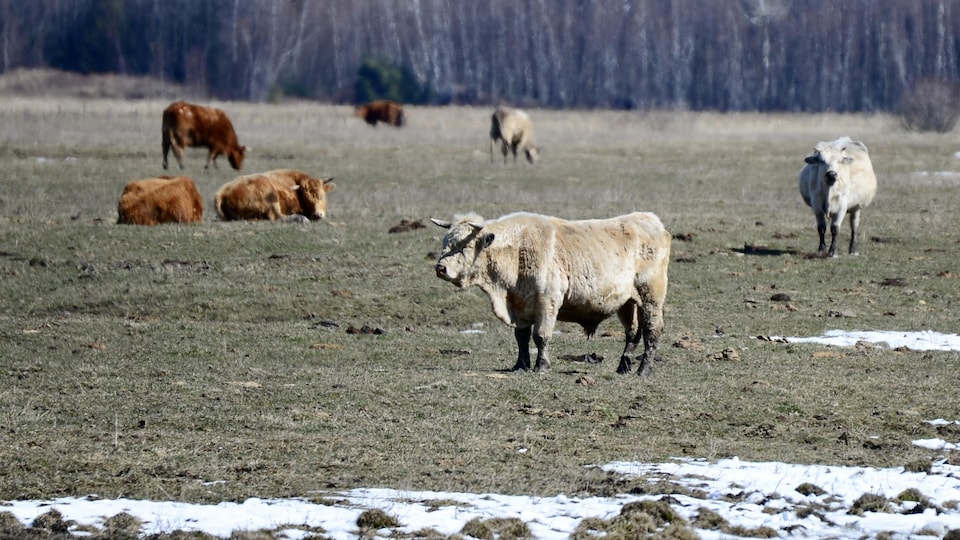 Des boeufs dans un champs.