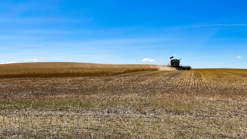 L'agricultrice Moriah Andrews récolte sa moutarde dans un champ près de Hazlet, en Saskatchewan, en 2021.