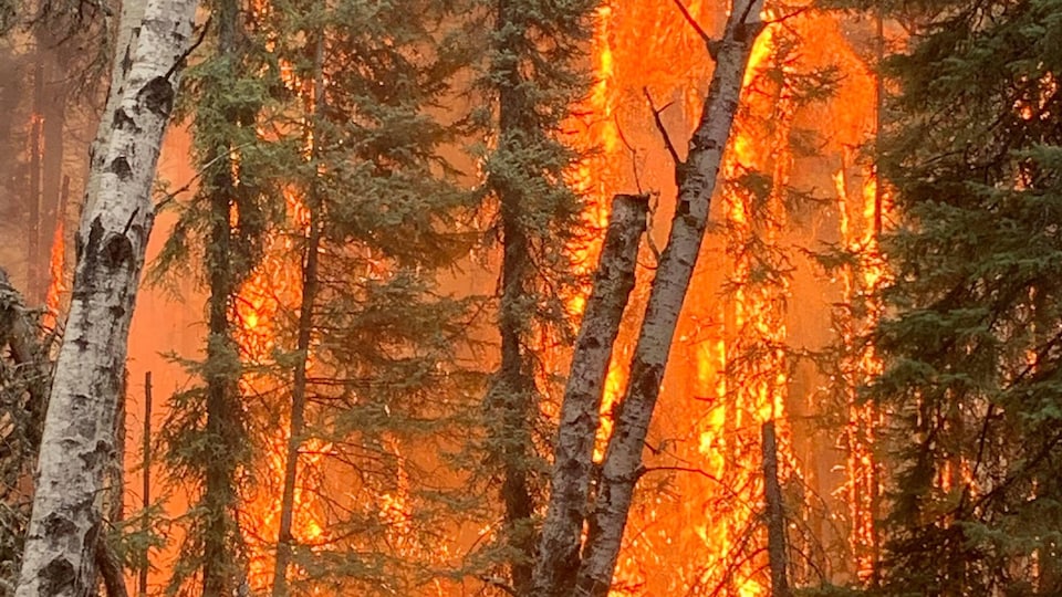 Des arbres en feu.