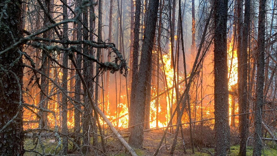 Un feu de forêt