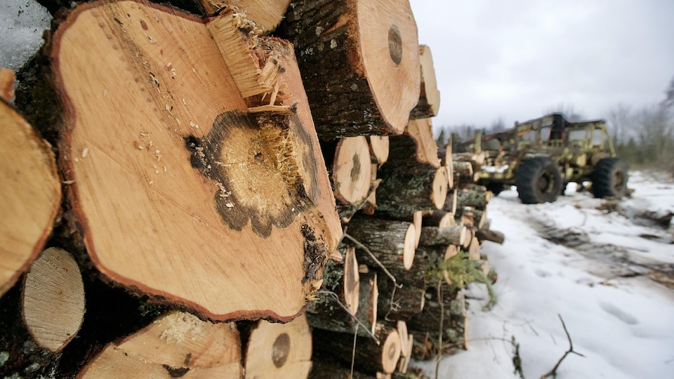 Du bois coupé et empilé et de la machinerie le 4 février 2021 au Nouveau-Brunswick.