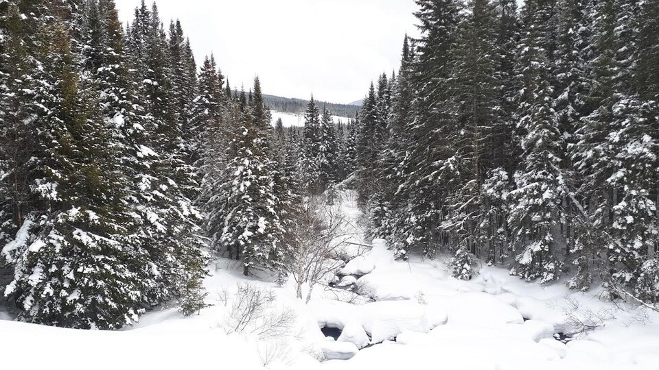 La forêt Montmorency en hiver.