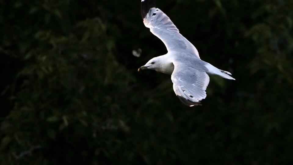 Un goéland en plein vol avec les ailes déployées.
