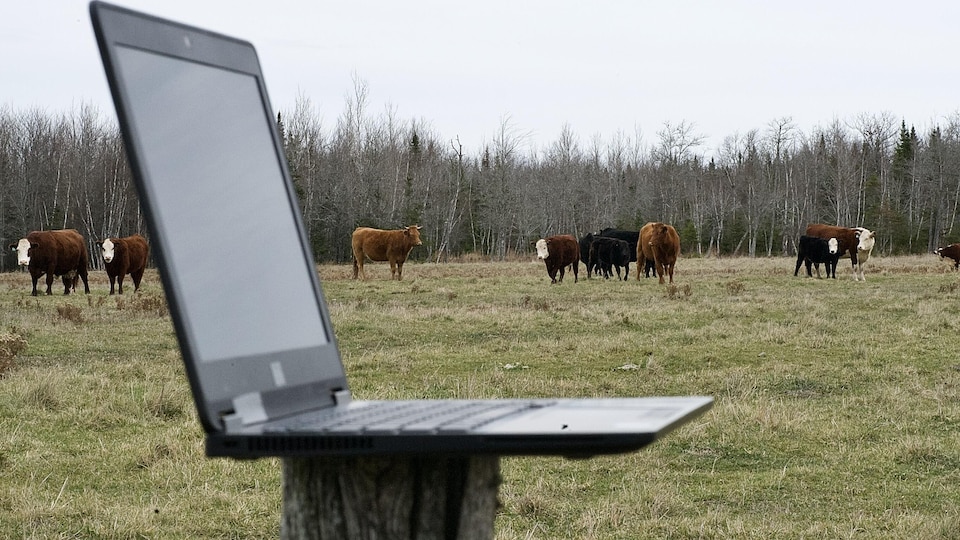Un ordinateur portable dans un champ où il y a des vaches.