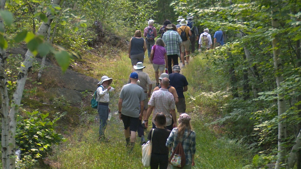 Un groupe marche dans la forêt.