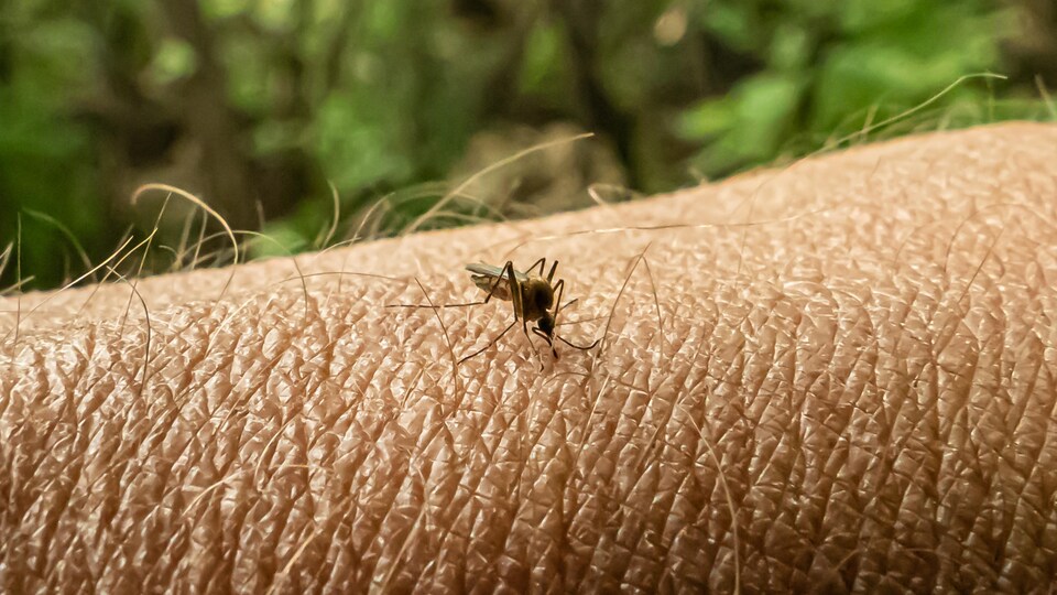 Un moustique sur un bras.