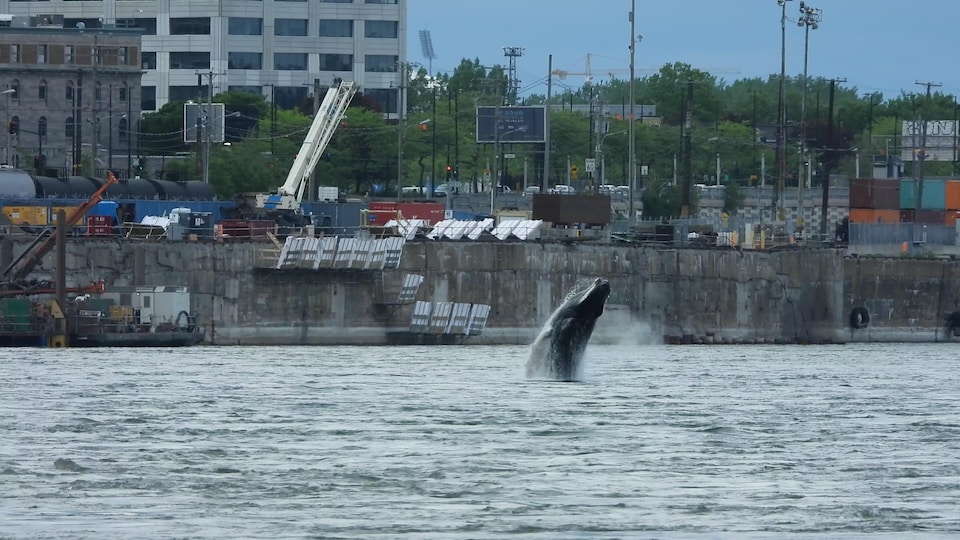 L'aileron d'un rorqual surgit à la surface de l'eau dans le port de Montréal.