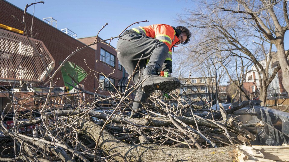 Une employée de la Ville de Montréal remplit un camion de branches.
