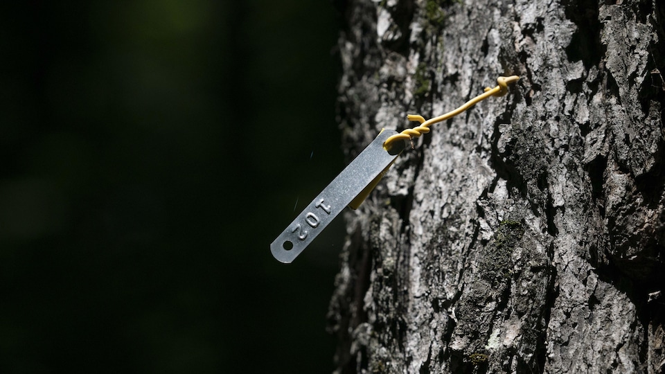 L'écorce du tronc d'un arbre, auquel est épinglé une étiquette en métal.