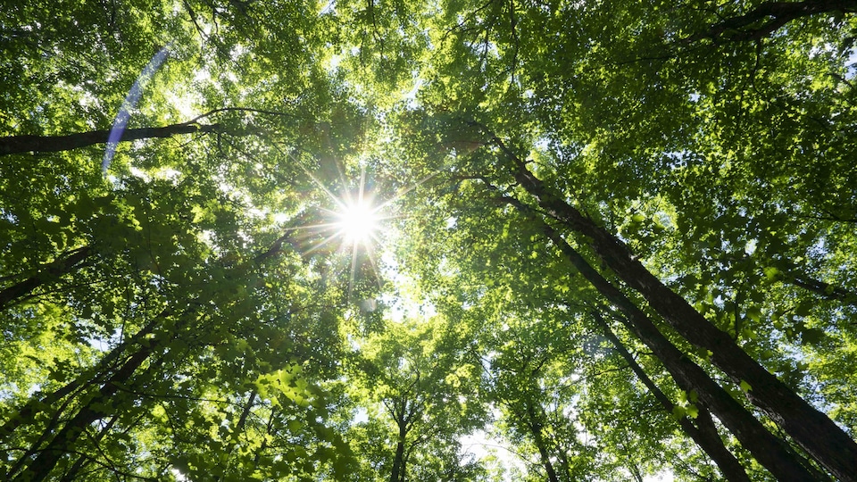 La lumière perce la canopée d'une forêt de feuillus.