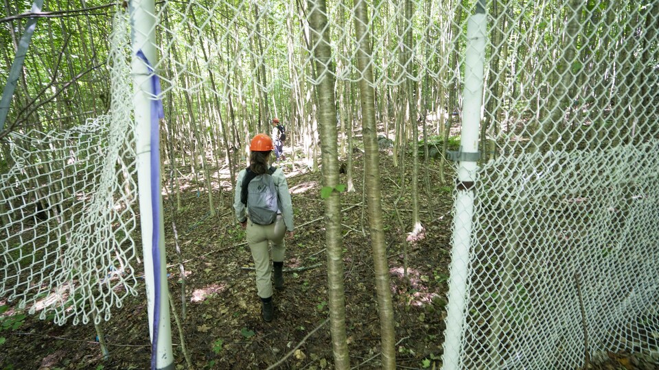 Une jeune femme entre dans une zone entourée de clôtures métalliques dans la forêt.