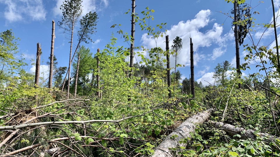 Des arbres de la forêt Larose tombés lors du derecho du 21 mai 2022. Cette photo a été prise le 3 juin 2022.
