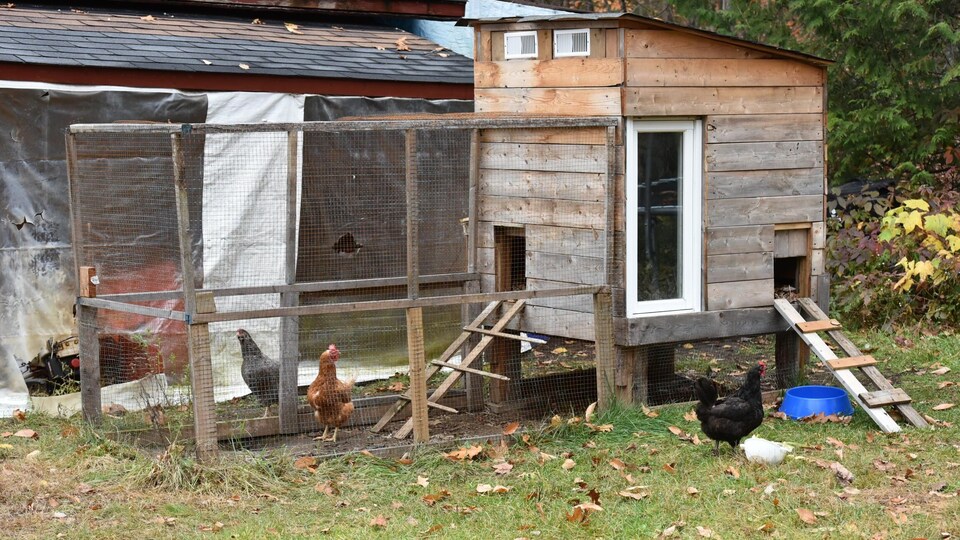 Une agence de rencontre pour poules pondeuses  Radio-Canada.ca