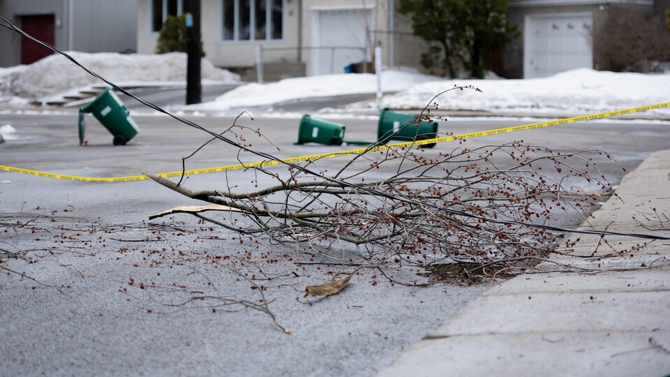 Un tas de branches dans la rue.