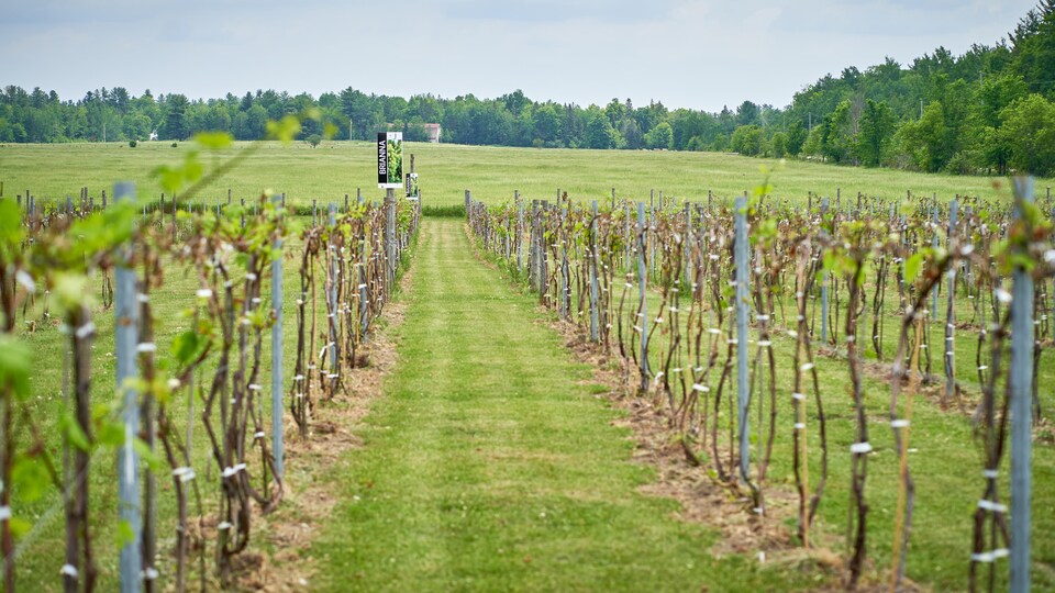 Un vignoble.