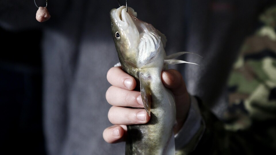 Une personne tient dans sa main un poisson accroché à un hameçon.
