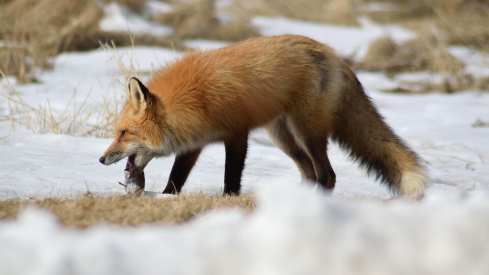 Un toit pour des animaux sauvages orphelins en Gaspésie