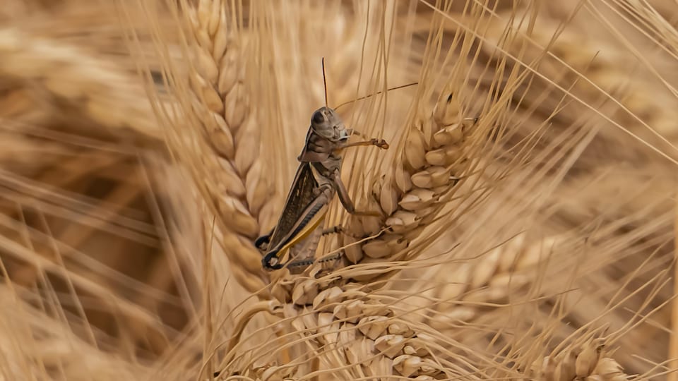Une sauterelle dans un champ de blé.
