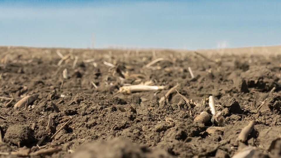 Un champ subissant la sécheresse du printemps 2021 près de Regina, en Saskatchewan.