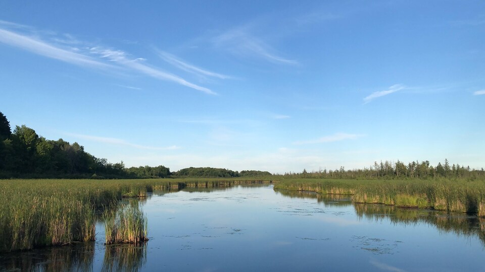 De la végétation autour d'un marais.