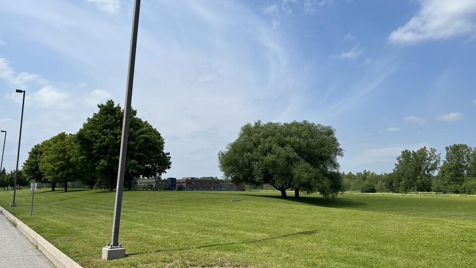 Un grand terrain vert avec quelques arbres