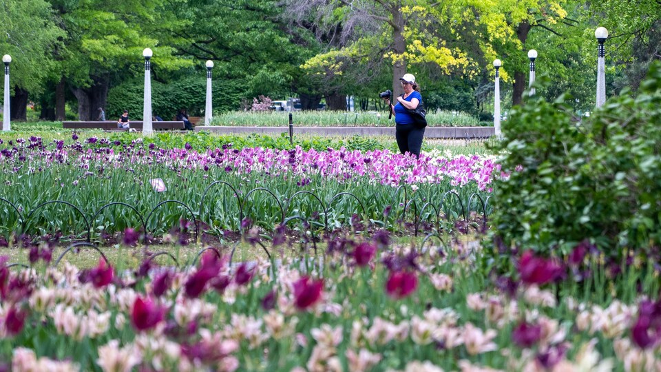 Une personne avec un appareil photo au milieu des tulipes.