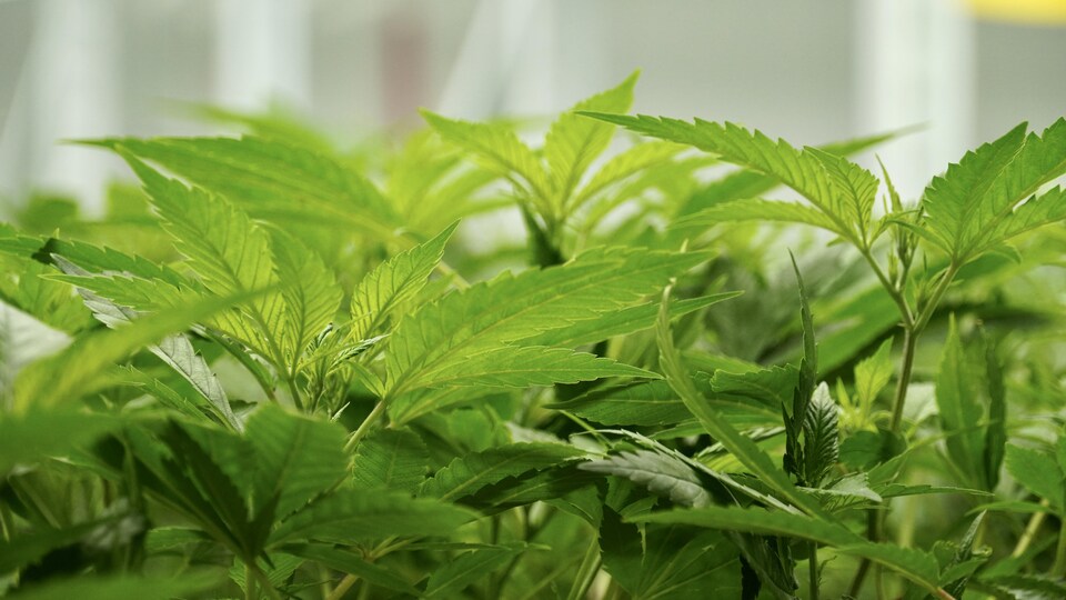 Gros plan sur les feuilles de la plante.