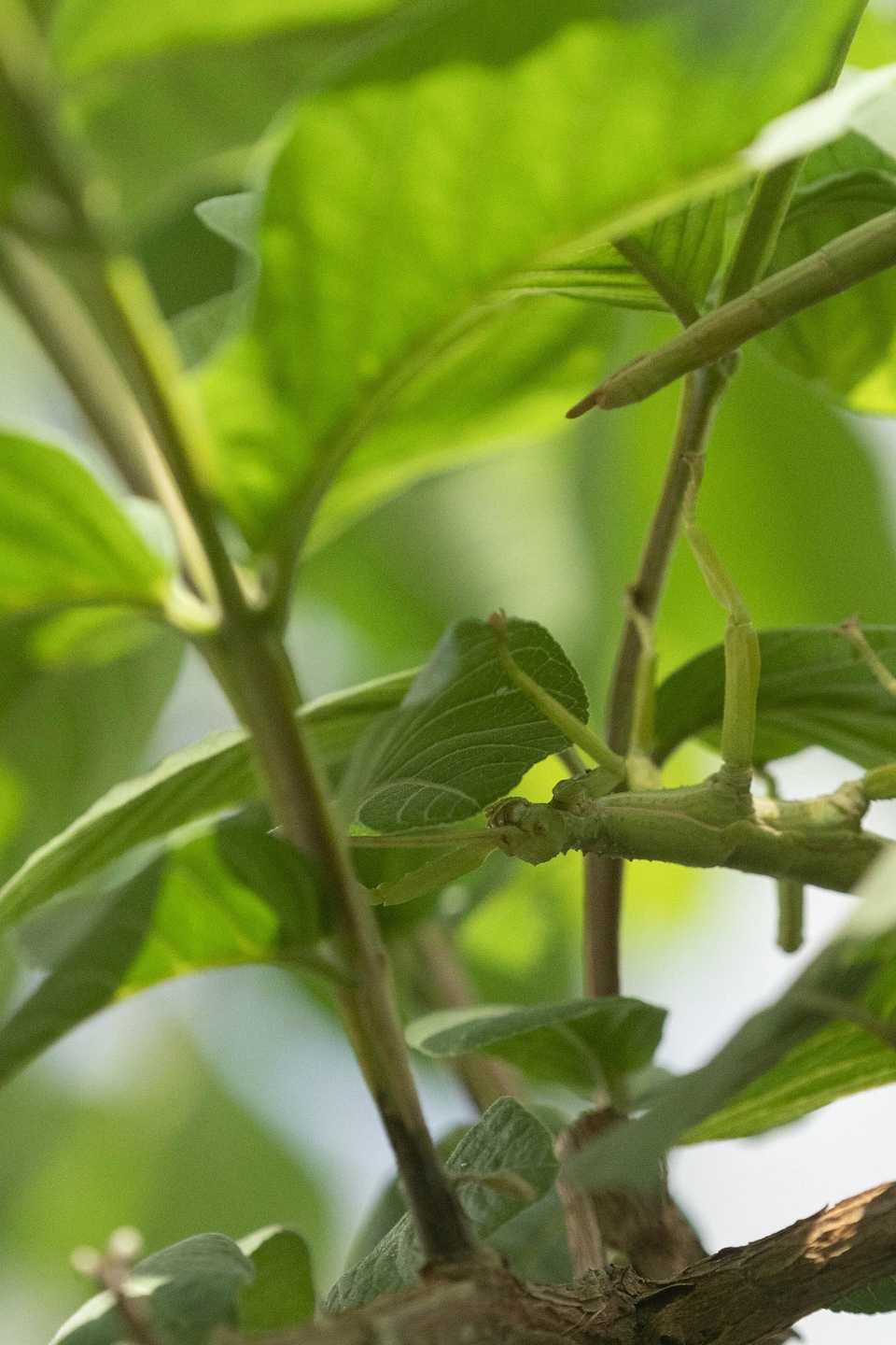 Radio Plantes  Espace pour la vie