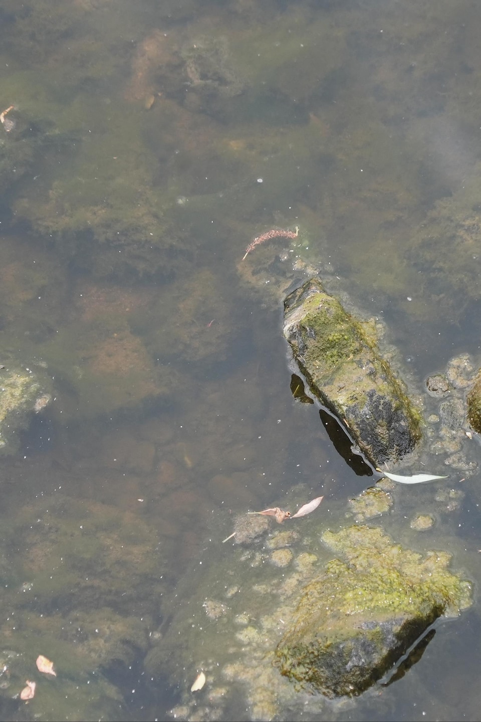 Des roches colonisées par des algues dans une rivière. 