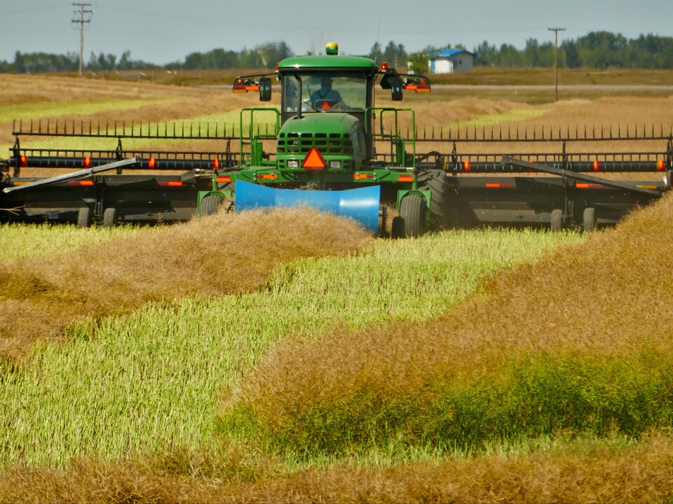 Le Canada est le premier producteur mondial de canola OGM.