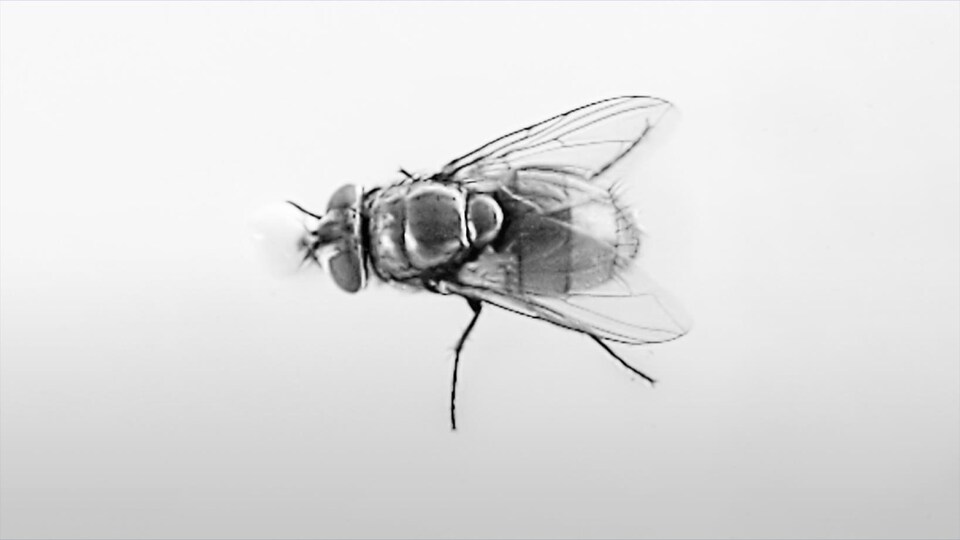 Une mouche sur fond blanc.