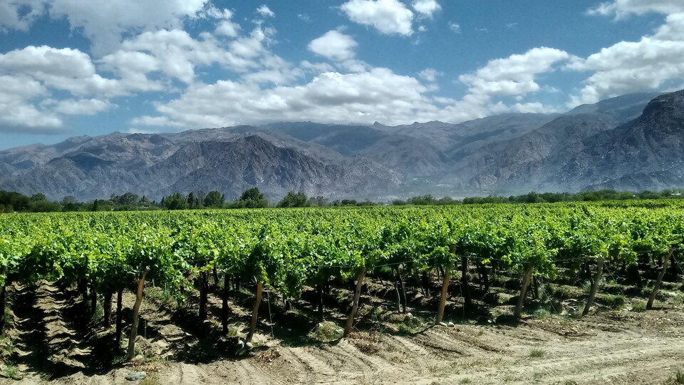 Le soleil chauffe les vignes dans une vallée au pied des majestueuses montagnes andines.