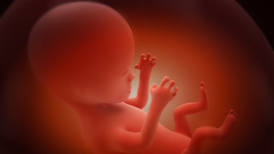 Foetus humain