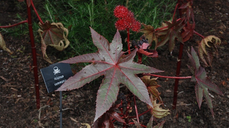 Le ricin commun, une plante toxique