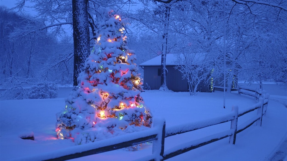 Des permis de coupe d’arbres de Noël disponibles en C.B. RadioCanada.ca