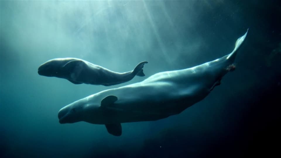 Une femelle béluga nage avec son baleineau.