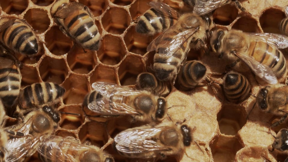 Des abeilles sur un plateau d'alvéoles.