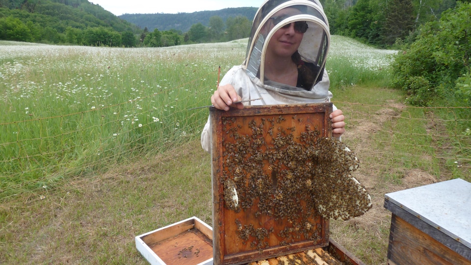 Marie-Pierre Fortin avec des abeilles.