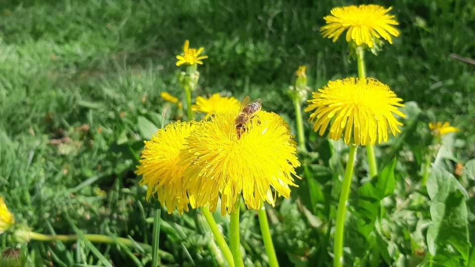 Une abeille sur un pissenlit.