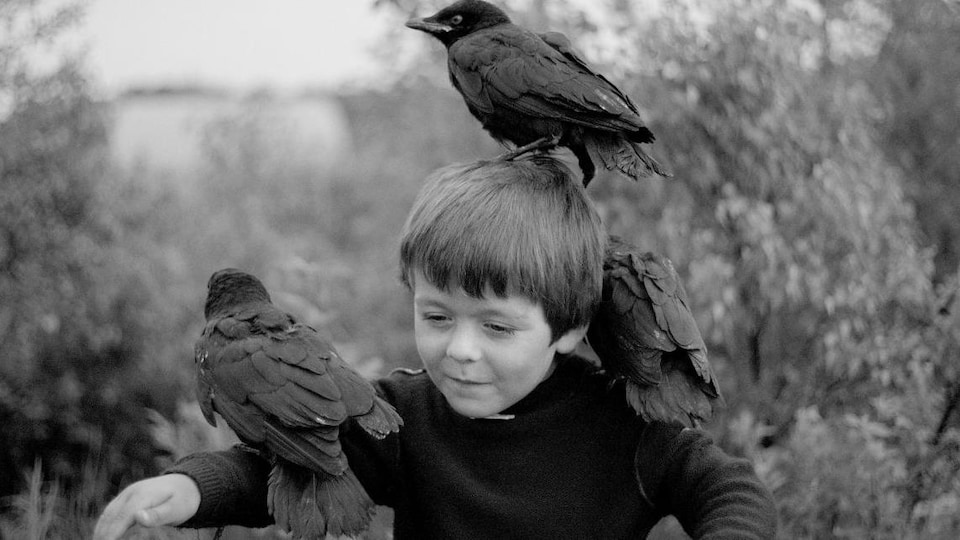 Un jeune garçon qui a un corneille sur chaque épaule et une sur la tête