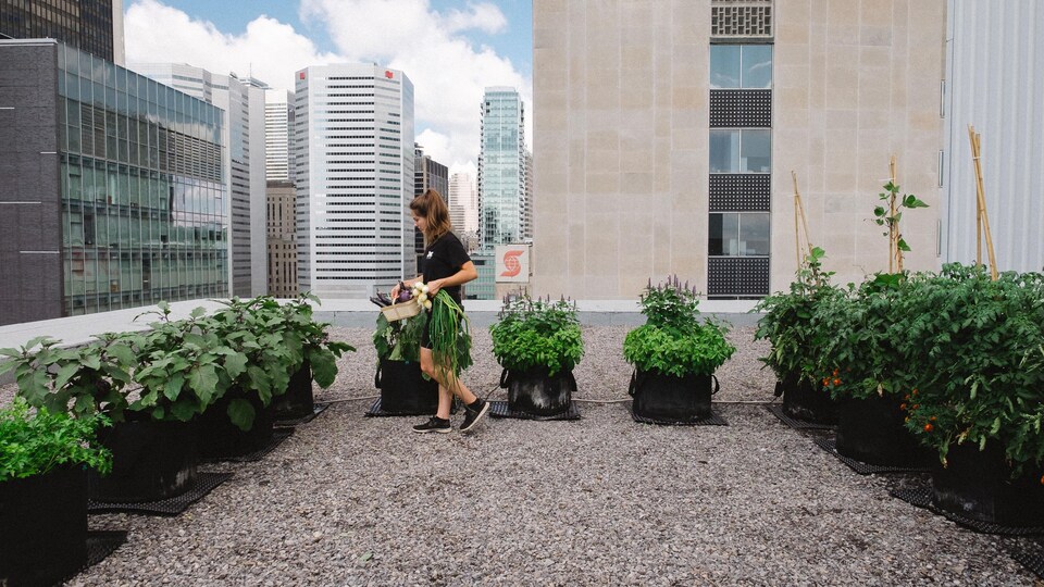 Une femme fait la récolte de produits agricoles poussés dans de grands paniers sur le toît d'un édifice en milieu urbain.