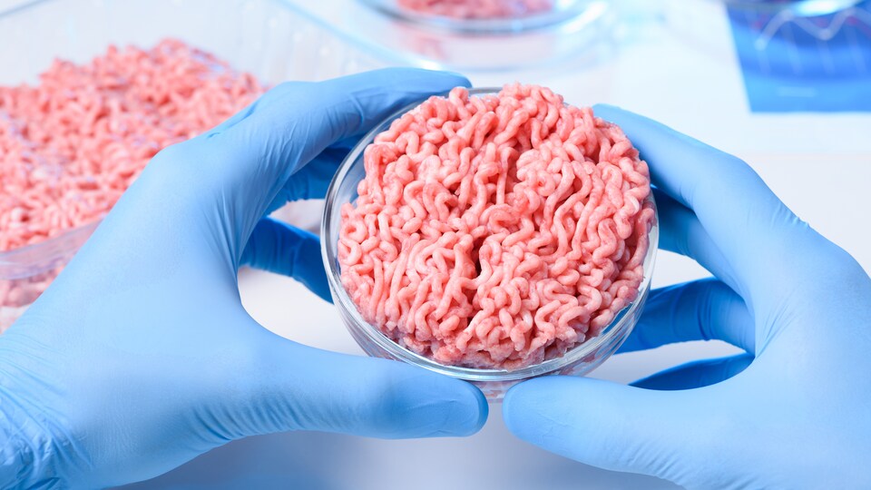 Des mains dans des gants de plastique tiennent, dans ce qui semble être un laboratoire, un contenant rond avec de la viande artificielle hachée.