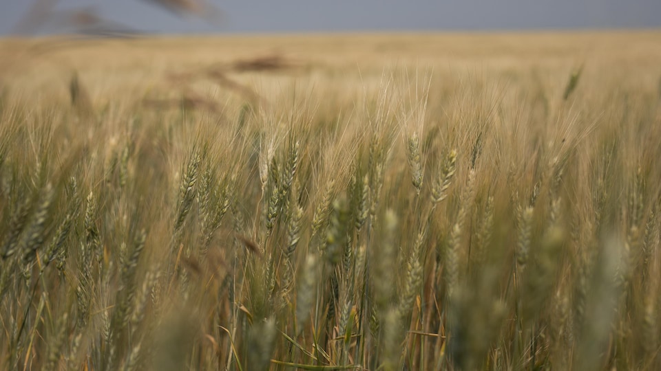 Un champ de blé en Saskatchewan.